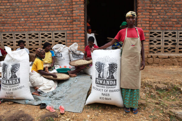 Rwanda Nyungwe 567 - Honey - Imagen 5