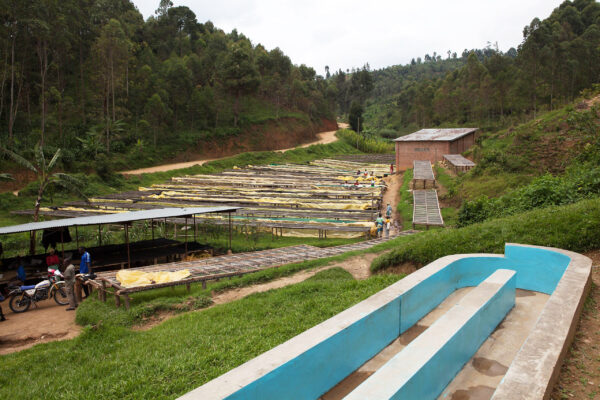 Rwanda Nyungwe 567 - Honey - Imagen 6