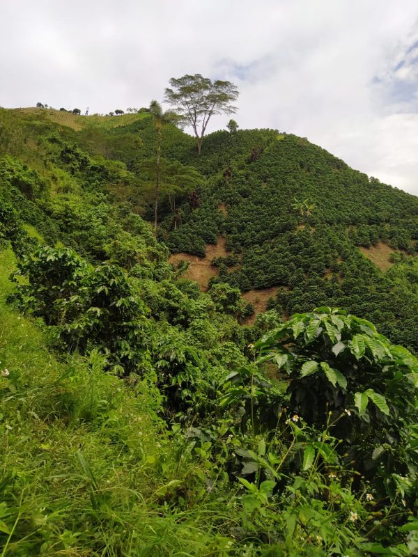 Colombia Finca La Esperanza - Imagen 5