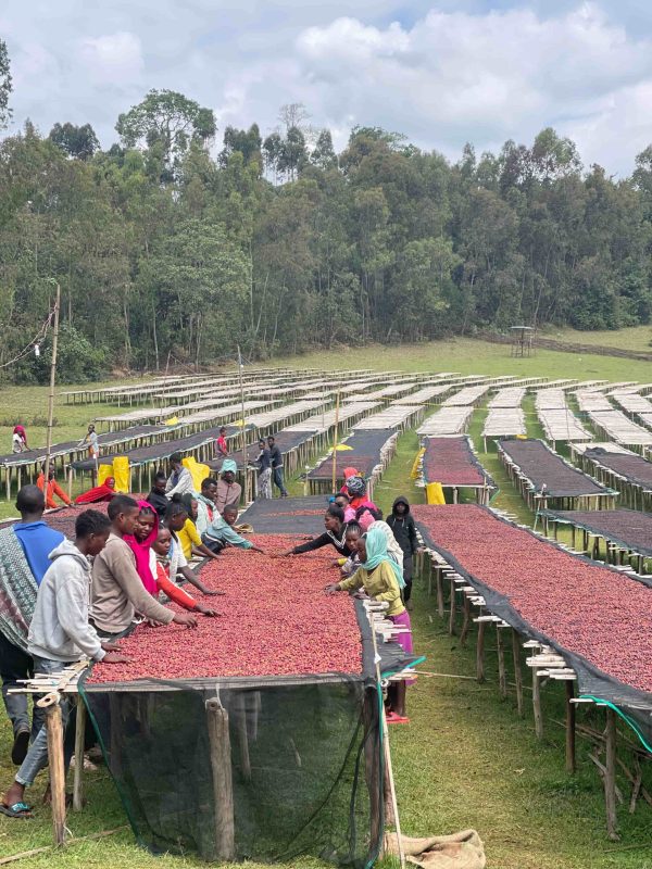 Ethiopia Sidamo Buncho - Lavado XXL - Imagen 2