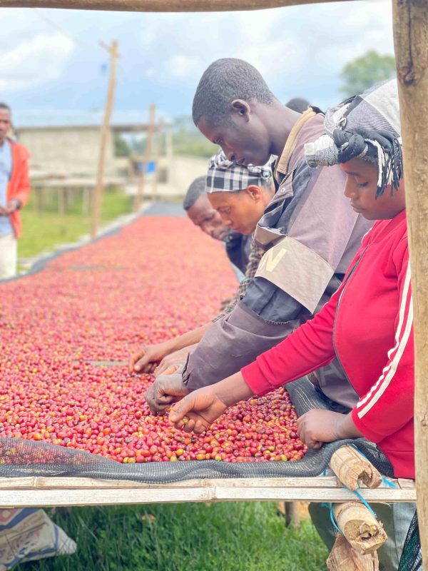 Ethiopia Sidamo Buncho - Lavado XXL - Imagen 3