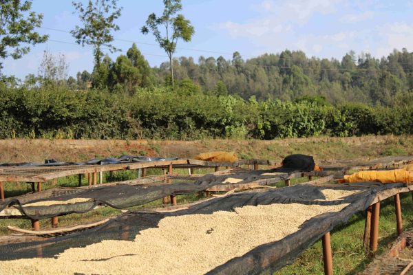 Kenya Nyeri Njuriga - Natural Aneróbico - Imagen 5