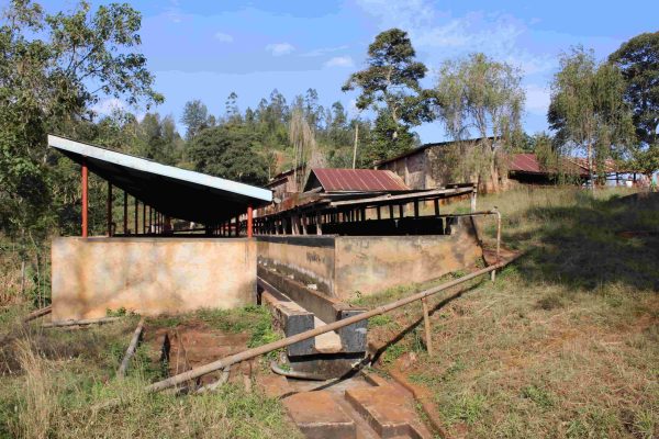 Kenya Nyeri Njuriga - Natural Aneróbico - Imagen 6
