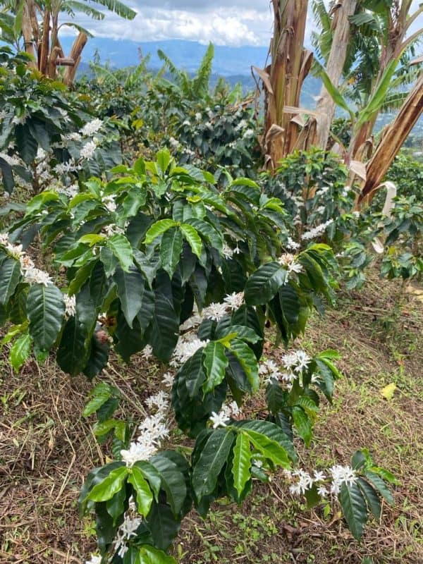 Colombia Finca La Esmeralda - Imagen 4