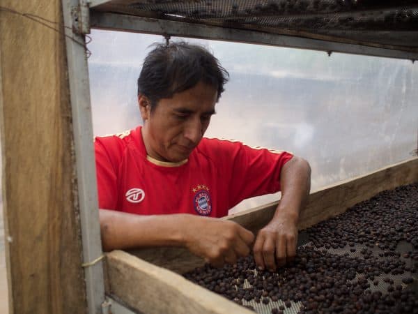 Perú Finca La Naranja - Lavado - Imagen 5